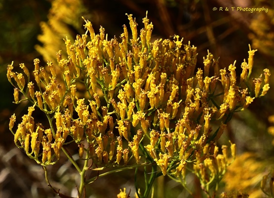 {Bigelowia nuttallii}